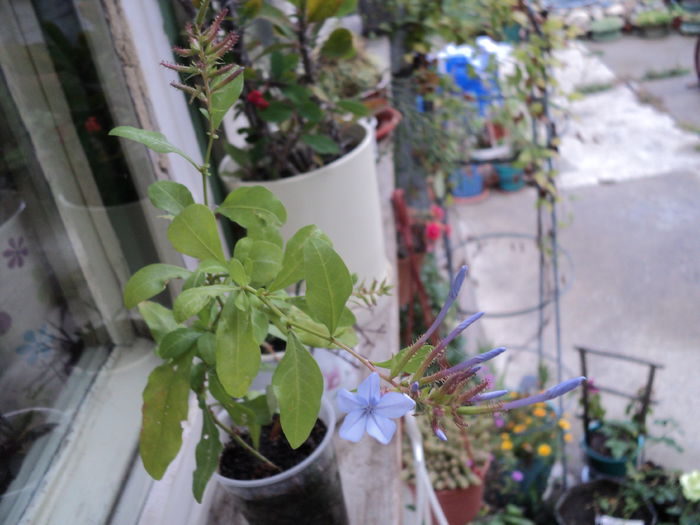 FOTO 2014 042 - PLUMBAGO