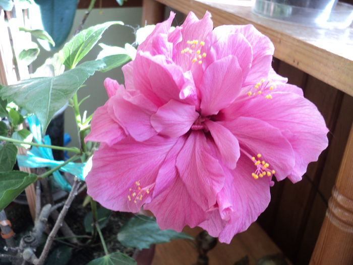 FOTO 2014 073 patru pistiluri