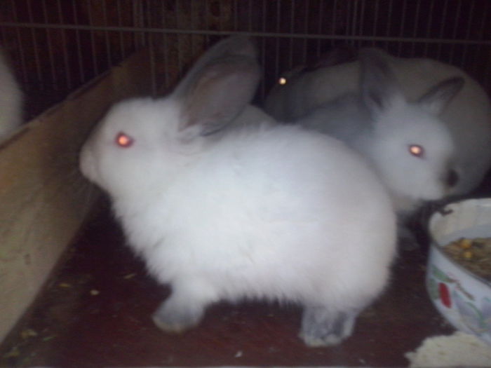 CAM02196; pui californian
