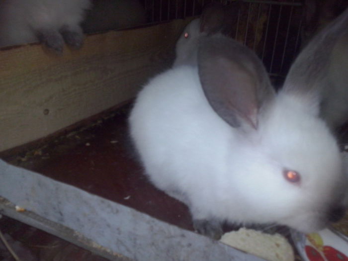 CAM02198; o delicatesa
