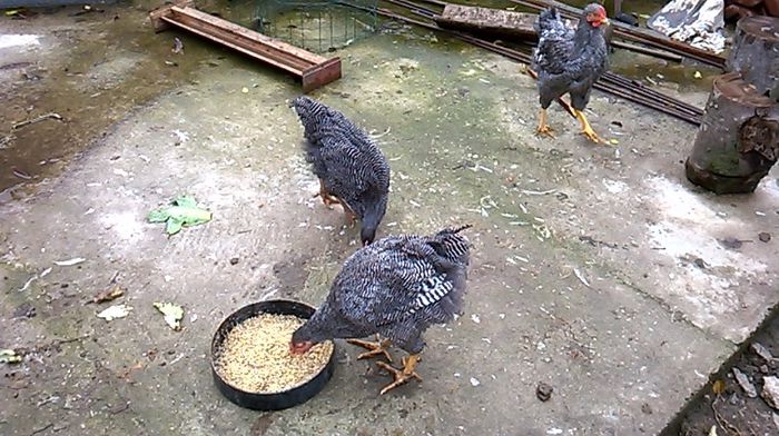 WP_20141024_004 - Tineret 2014