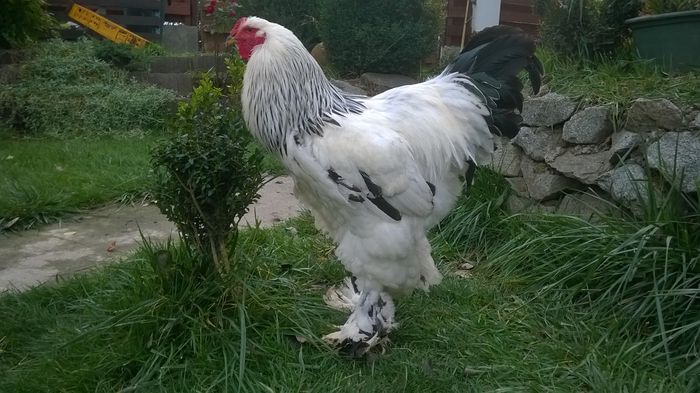 WP_20141026_019 - Tineret 2014