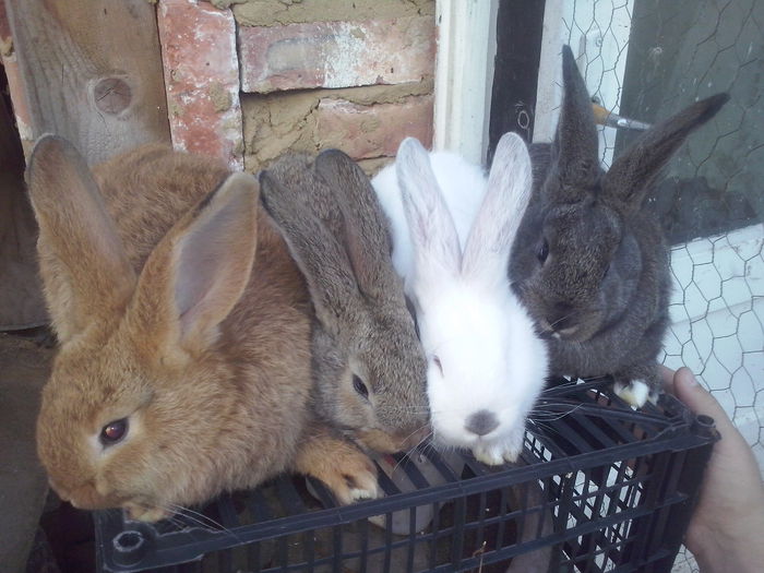 1,7 kg la 1 luna si 2 saptamani