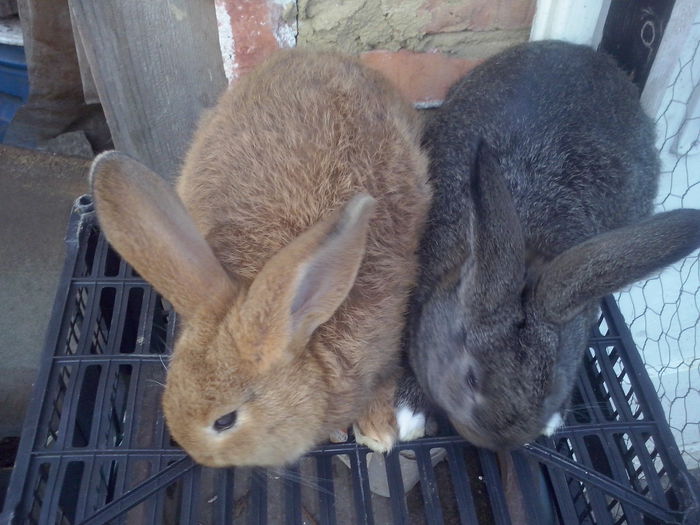 doi masculi; ambii mostenesc gena privind musculatura si au aceeasi greutate doar ca cel negru este mai scurt si gros iar cel roscat mai lung
