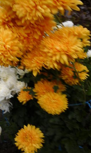 20141109_105427