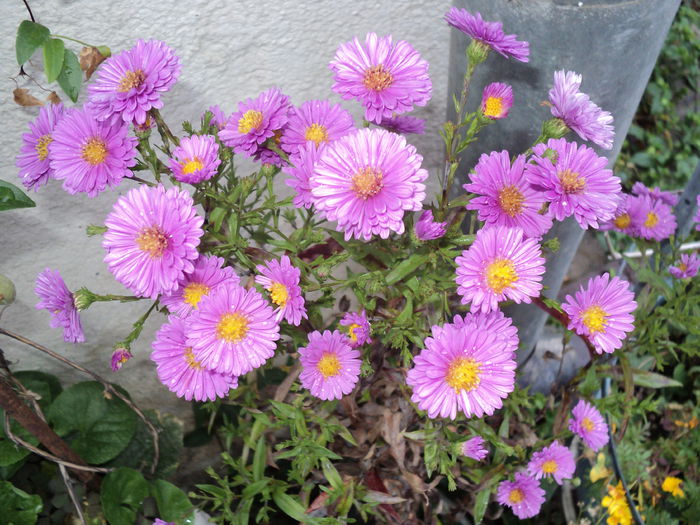 FOTO 2014 049 - ASTER