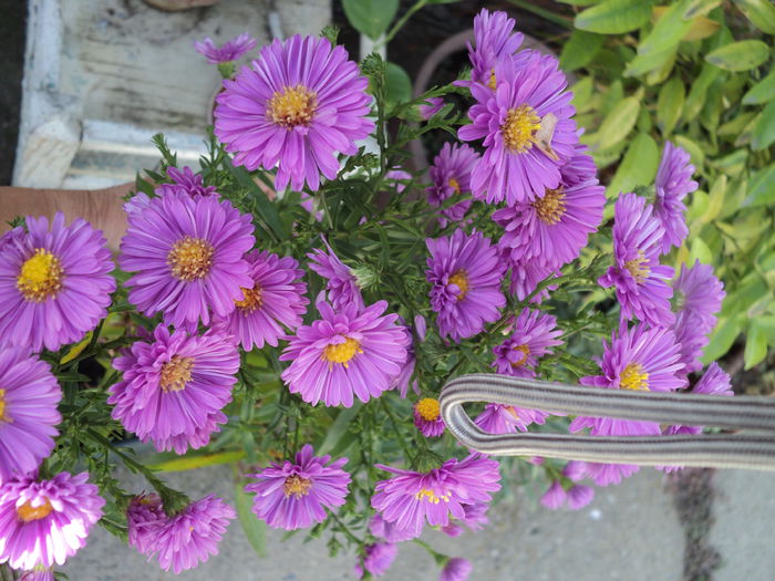 FOTO 2014 059 - ASTER