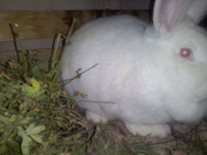 f neo 2 gestanta cu UT