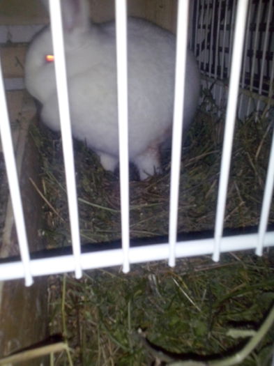 pregatim cuibul ca este frig