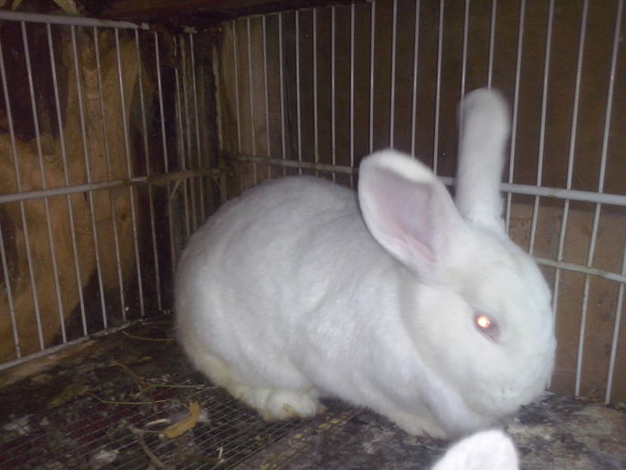 F NEO 1 mamica de 1 luna