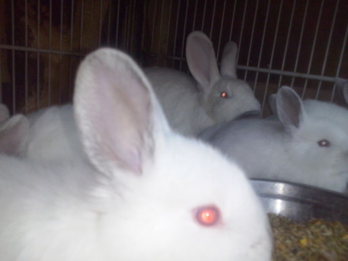 hibrizi  NEO si CALIF