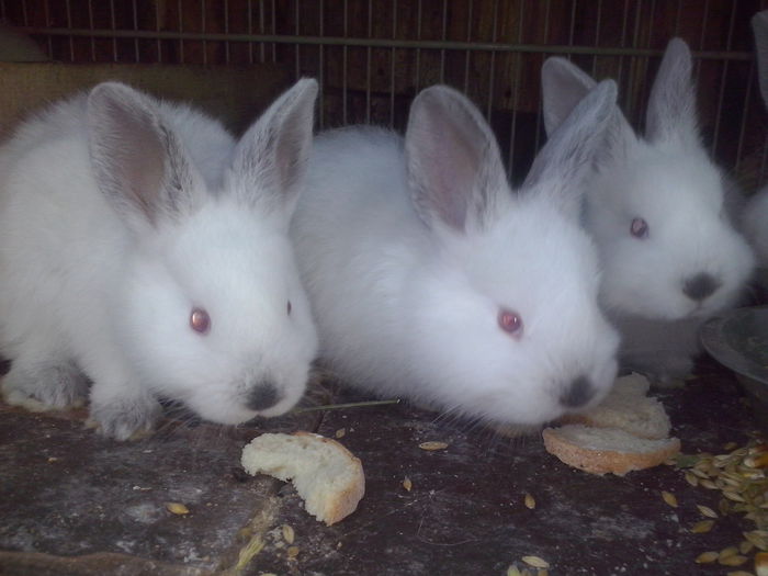 hibrizi  NEO si CALIF