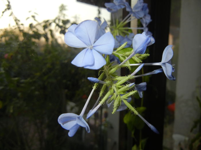 Plumbago auriculata (2014, Nov.05)