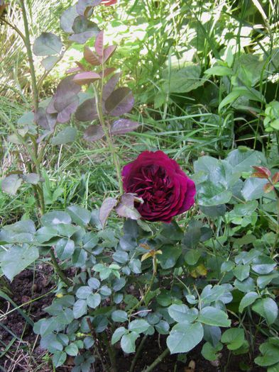 M.Wood; Singurul englezesc la care n-as renunta
