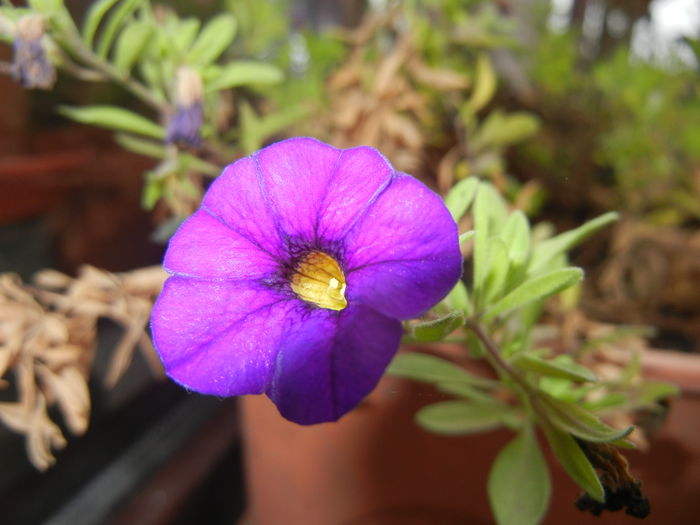 Calibrachoa Blue (2014, November 09)