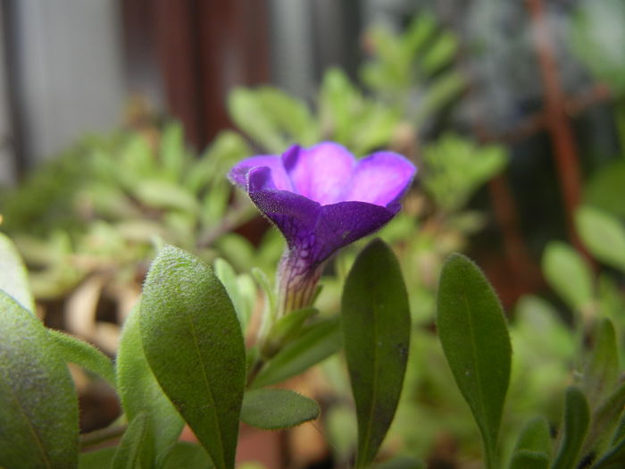 Calibrachoa Blue (2014, November 09)