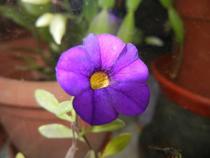 Calibrachoa Blue (2014, November 09)