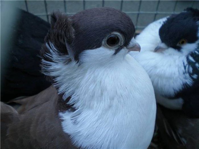 26 - 0 Rase de porombei  deosebite