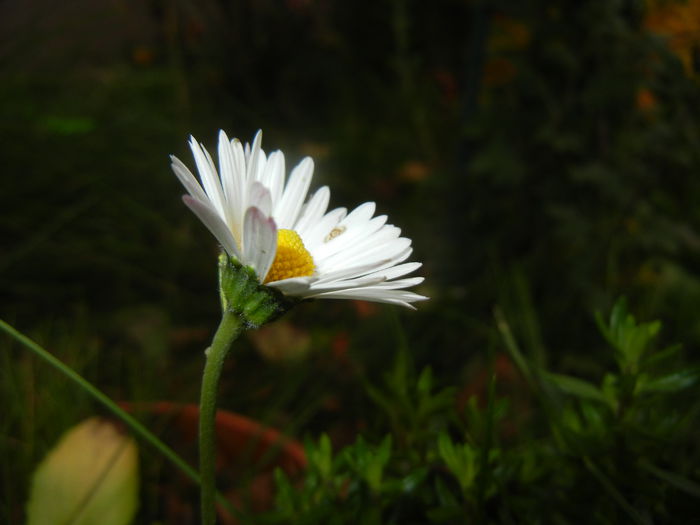 Bellis perennis (2014, November 09) - BELLIS Perennis