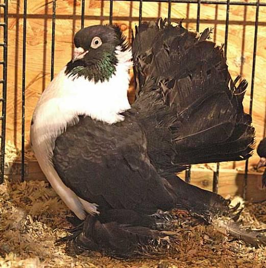 29 - 0 Rase de porombei  deosebite