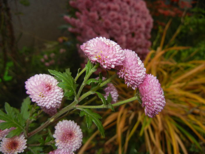 Chrysanth Bellissima (2014, Nov.09) - Chrysanth Bellissima