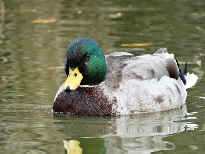 DSC03157 - Rate pitice