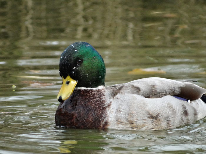 DSC03158 - Rate pitice