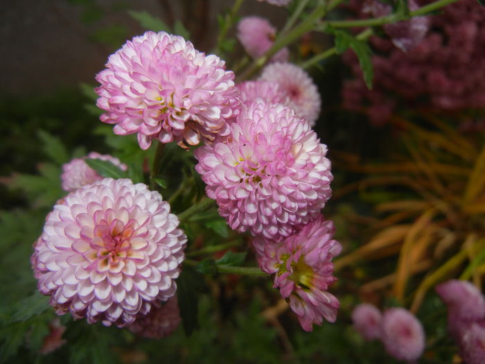 Chrysanth Bellissima (2014, Nov.09)