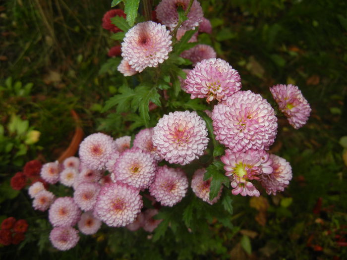 Chrysanth Bellissima (2014, Nov.09)