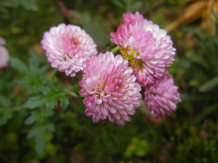 Chrysanth Bellissima (2014, Nov.09) - Chrysanth Bellissima