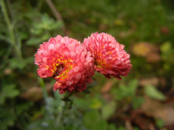 Chrysanth Bellissima (2014, Nov.09)