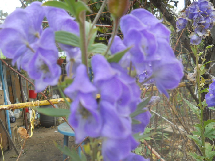 DSCN8878 - gradina flori 2014-2