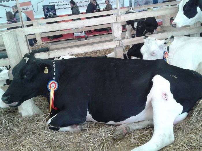 Holstein - Indagra 2014