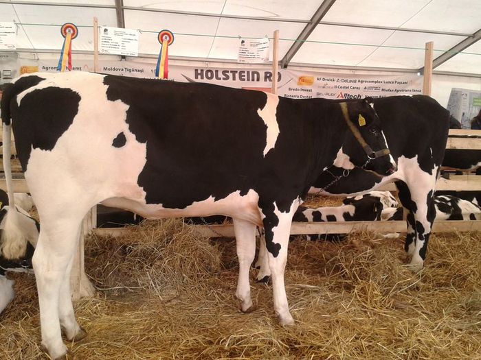 Holstein - Indagra 2014