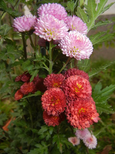 Chrysanth Bellissima (2014, Nov.09)