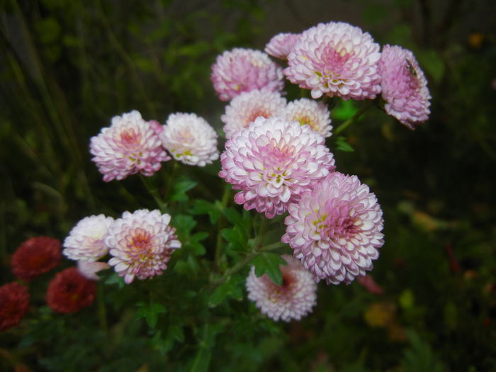 Chrysanth Bellissima (2014, Nov.09) - Chrysanth Bellissima