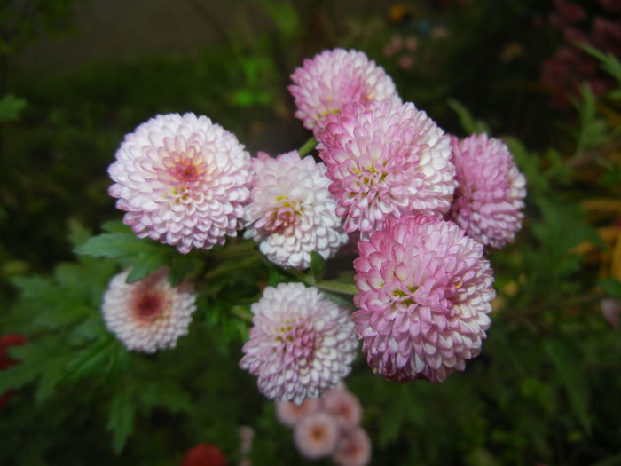 Chrysanth Bellissima (2014, Nov.09)