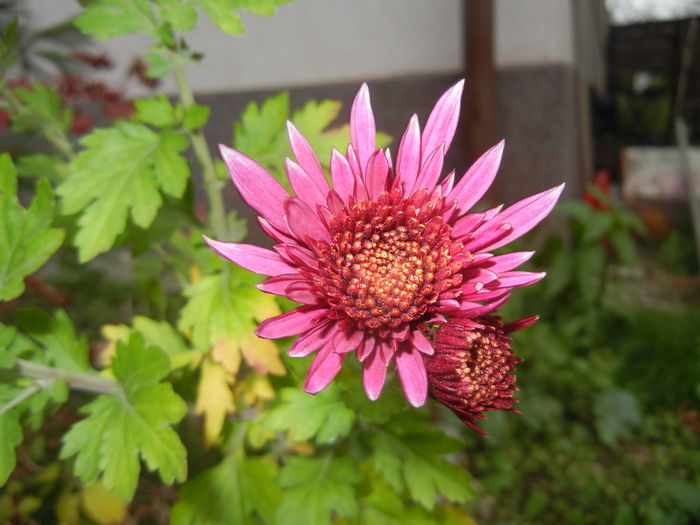 Purple & White Chrysanth (2014, Nov.09)