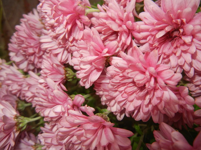 Pink Chrysanthemum (2014, Nov.09)