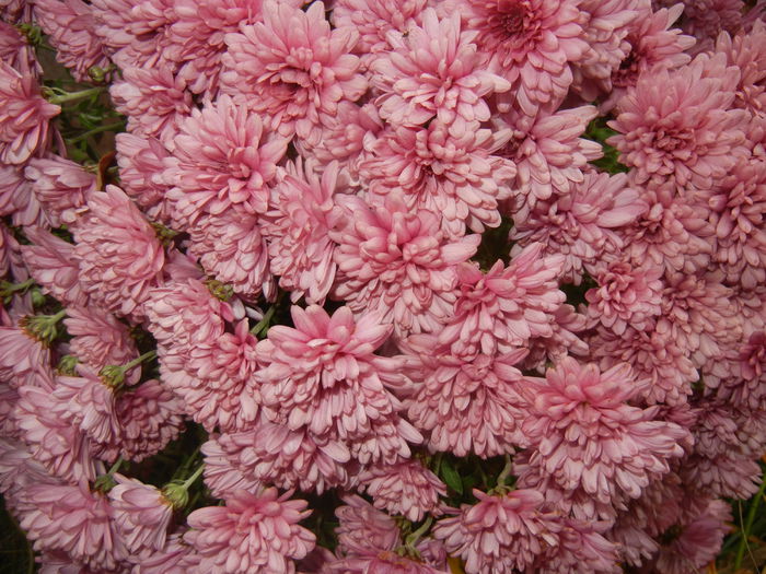 Pink Chrysanthemum (2014, Nov.09)