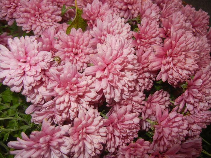 Pink Chrysanthemum (2014, Nov.09)