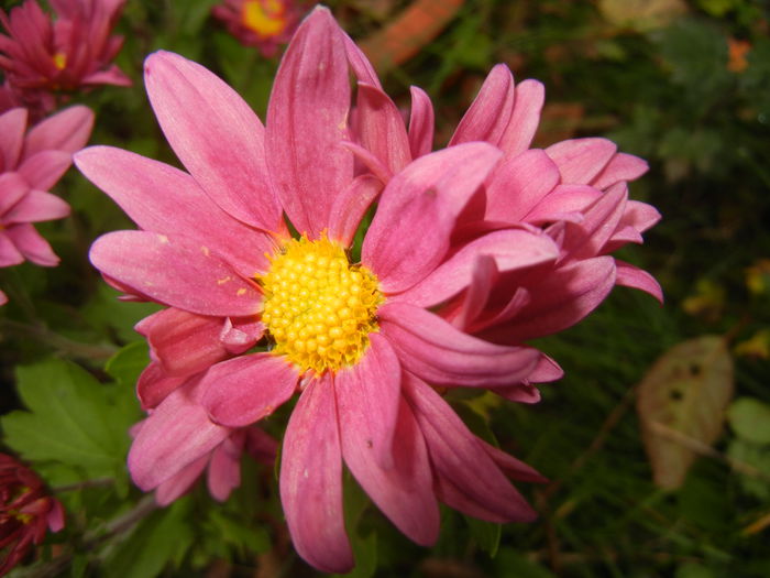 Purple & Yellow Chrysanth (2014, Nov.09) - Purple Yellow Chrysanthemum