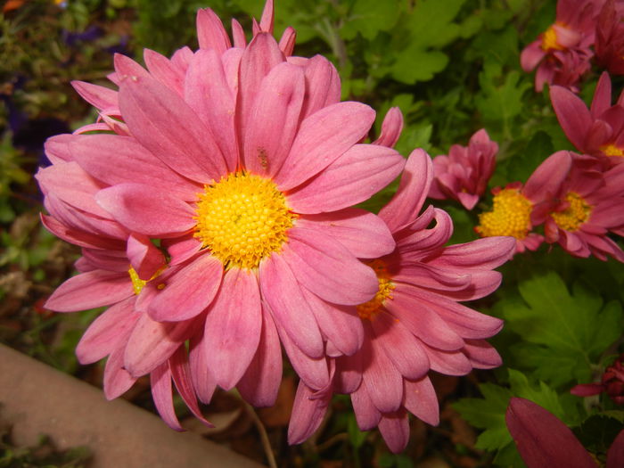 Purple & Yellow Chrysanth (2014, Nov.09)