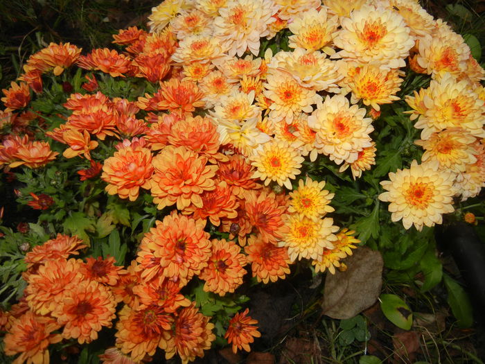 Orange Chrysanthemum (2014, Nov.09)