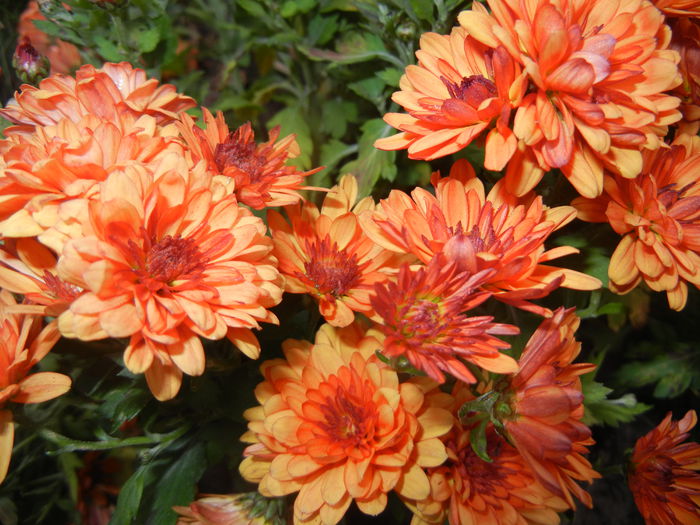 Orange Chrysanthemum (2014, Nov.09)