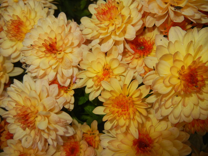 Orange Chrysanthemum (2014, Nov.09)