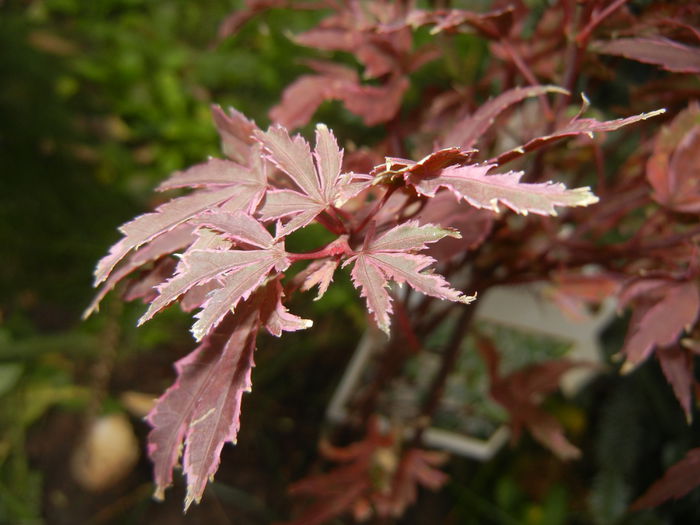 Acer palmatum Butterfly (2014, Nov.09) - Acer palmatum Butterfly