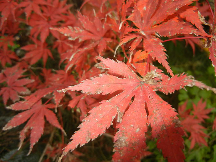 Acer palmatum Ariadne (2014, Nov.09)