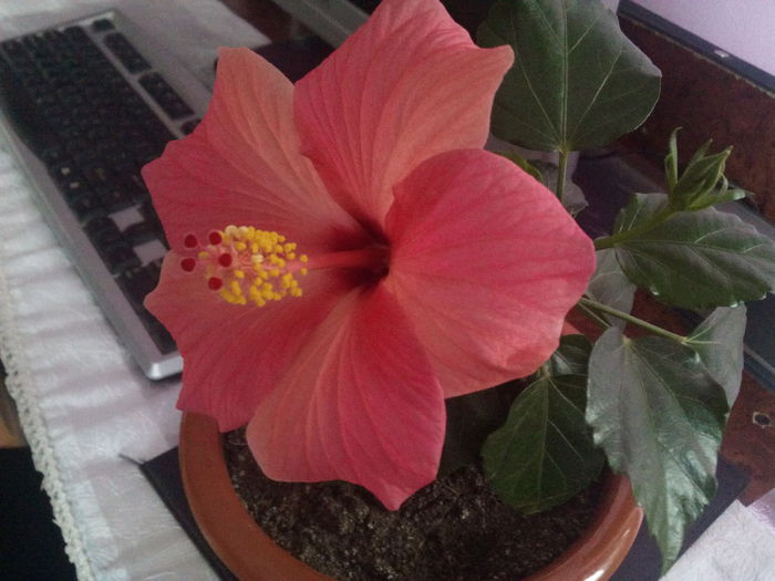 cairo rosa - hibiscus
