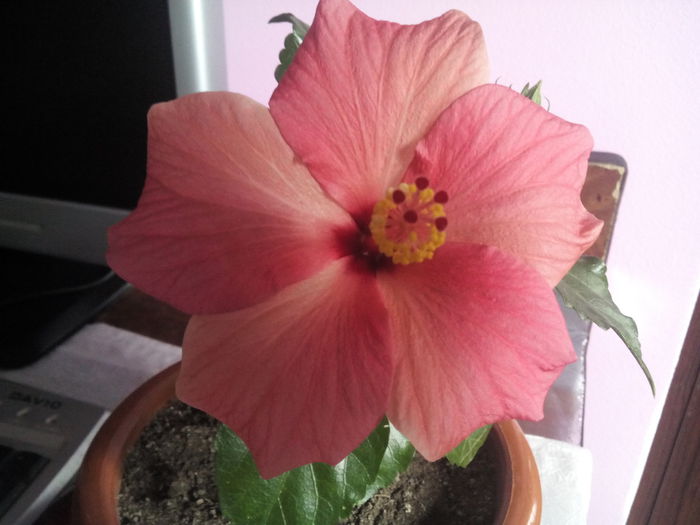 - hibiscus